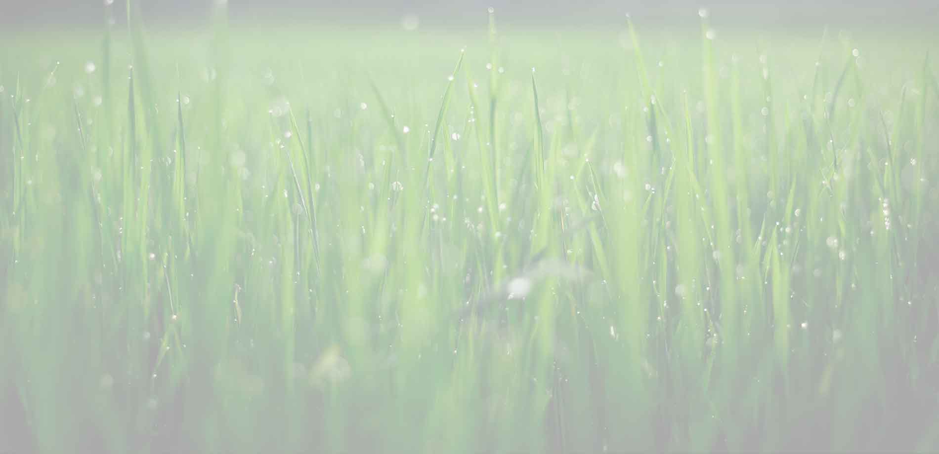 Smart irrigation system watering lawn and garden beds.