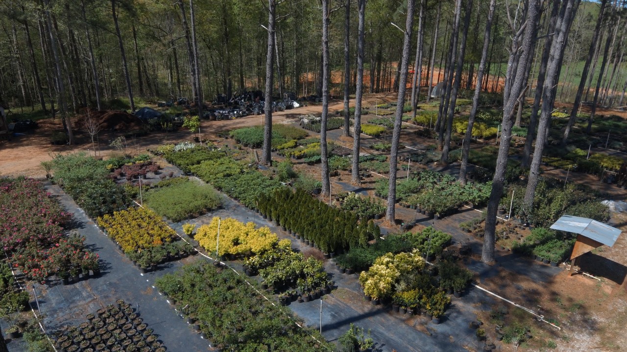 Rows of nursery plants and shrubs ready for pickup.